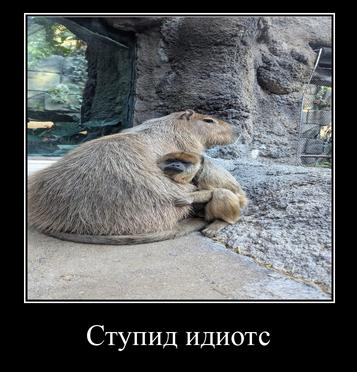 Ступид идиотс