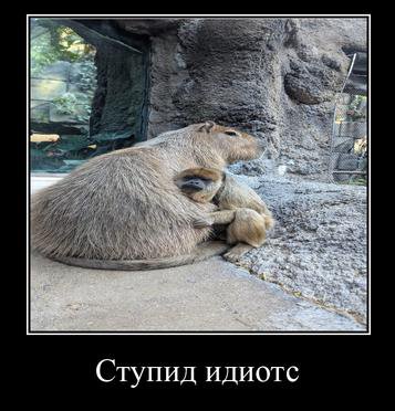 Ступид идиотс
