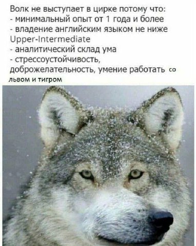 Волк не выступает в цирке потому что: минимальный опыт от 1 года и более владение английским языком не ниже Upper-Intermediate аналитический склад ума стрессоустойчивость, доброжелательность, умение р
