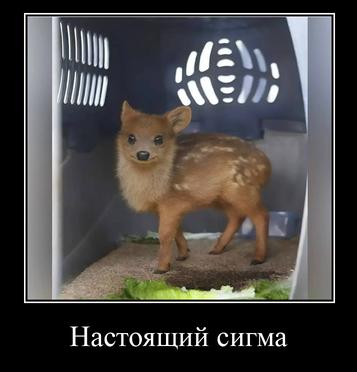Настоящий сигма