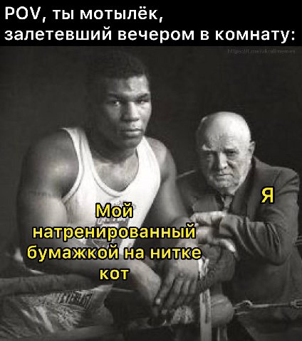 POV, ты мотылёк, залетевший вечером в комнату On натренй бумажкойвйна нитке. КОТ