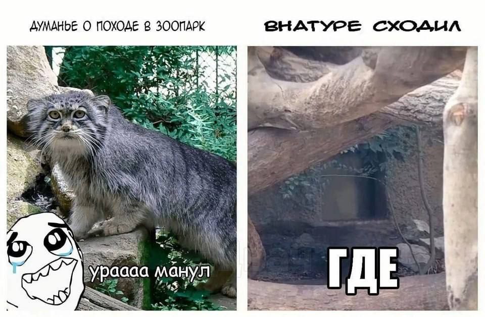 ДУМАНЫЕ О ПОХОДЕ 8 ЗООПАРК BHATYPE у A. А 2 ЕЕ