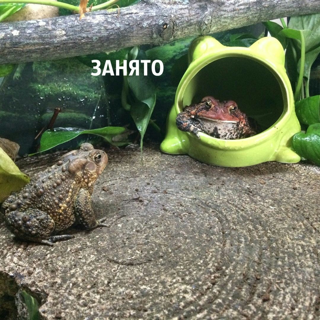 ЗАНЯТО a a