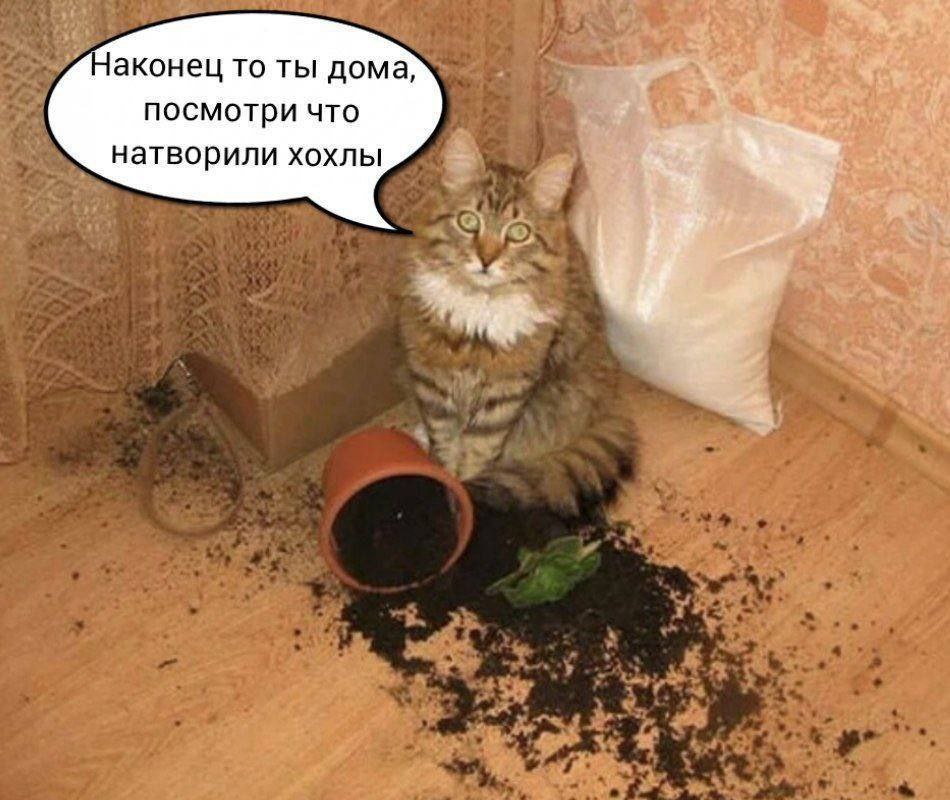 аконец то ты дома, посмотри что натворили хохлы “4
