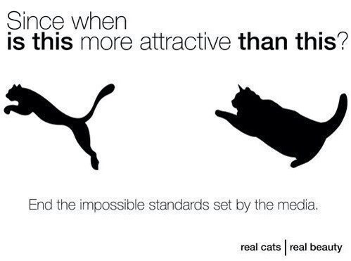 Since when is this more attractive than this? End the impossible standards set the media. real cats real beauty
