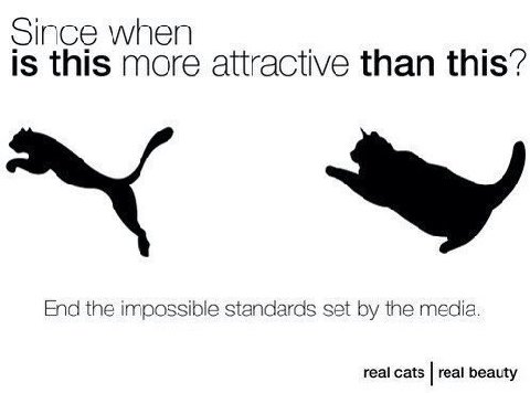 Since when is this more attractive than this? End the impossible standards set the media. real cats real beauty