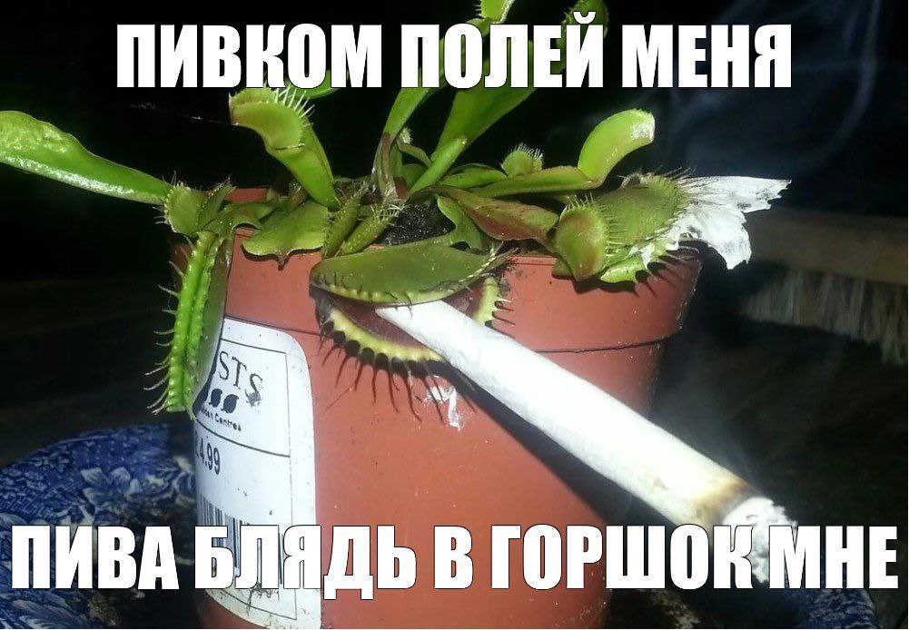 ПИВНОМ ПОЛЕЙ МЕНЯ ПИВА В ГОРШОК МНЕ