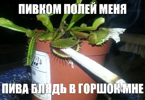 ПИВНОМ ПОЛЕЙ МЕНЯ ПИВА В ГОРШОК МНЕ