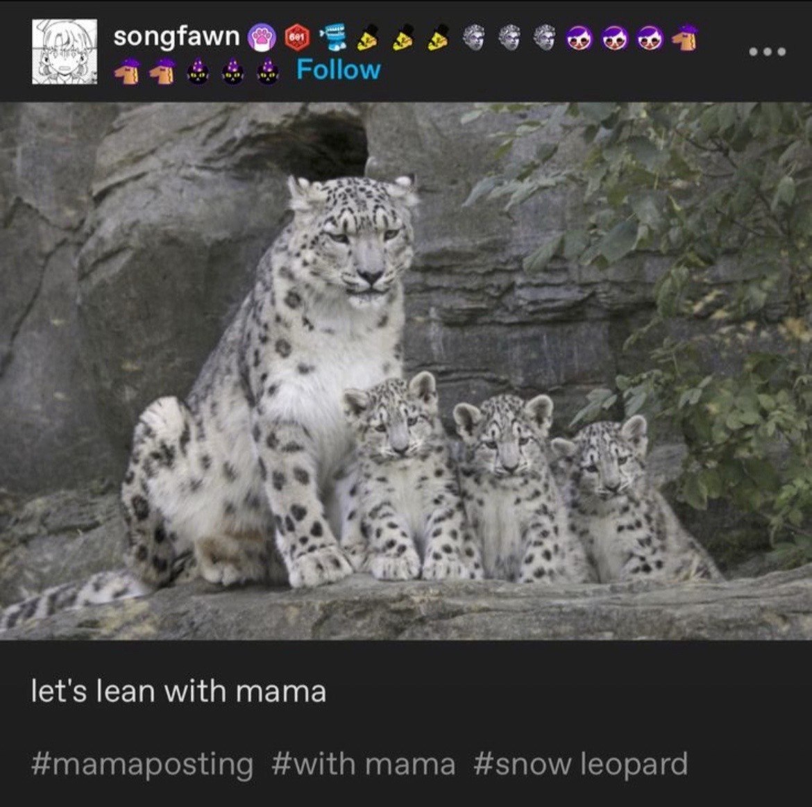 eee Follow 2 a at a из let's lean with mama #mamaposting #with mama #snow leopard