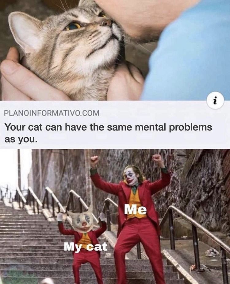 PLANOINFORMATIVO.COM Your cat can have the same mental problems as you. cat
