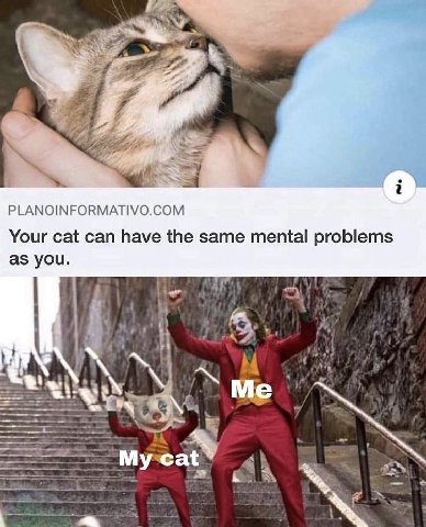 PLANOINFORMATIVO.COM Your cat can have the same mental problems as you. cat