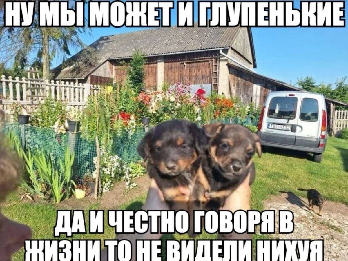НУМЫ ГЛУПЕНЬКИЕ Bae у YECTHO ГОВОРЯ: ТО НЕВИЛЕПИ НИХУЯ:
