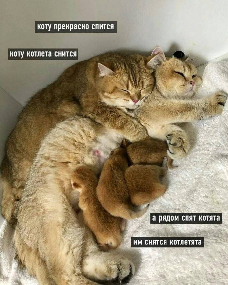🥺