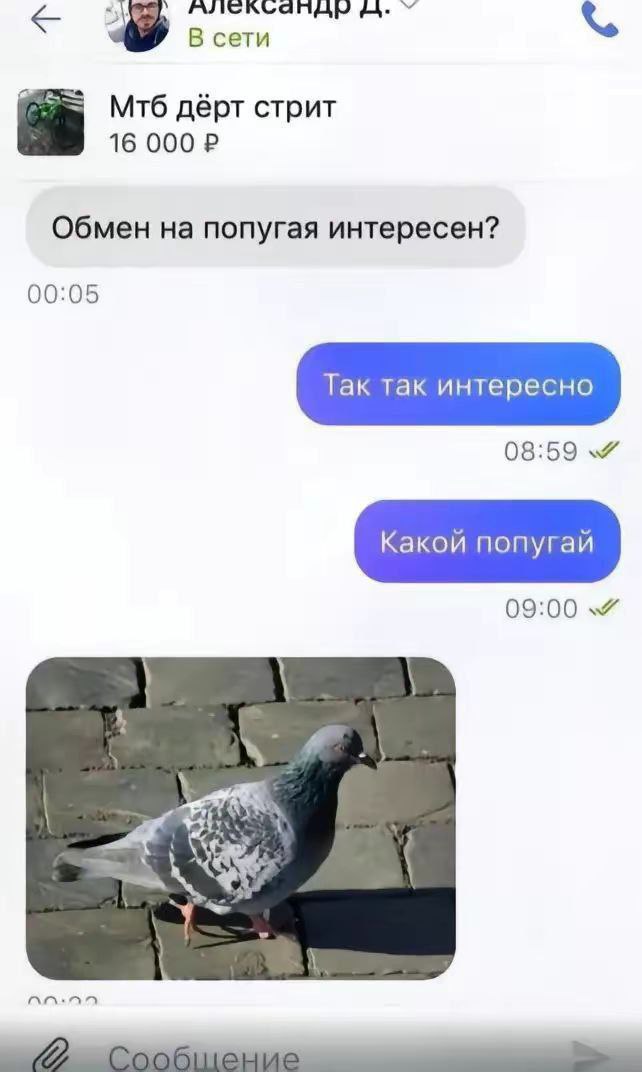 ллександы В сети Мтб дёрт стрит 16 000 Обмен на попугая интересен? 00:05 09:00