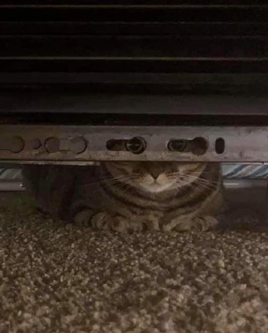 SAS у у a