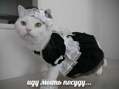 nocygy