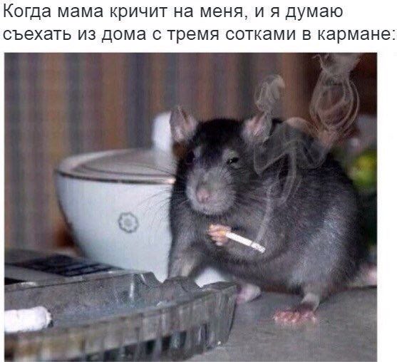 Когда мама кричит на меня, и я думаю съехать из дома с тремя сотками в кармане: