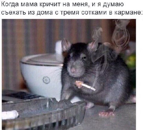 Когда мама кричит на меня, и я думаю съехать из дома с тремя сотками в кармане: