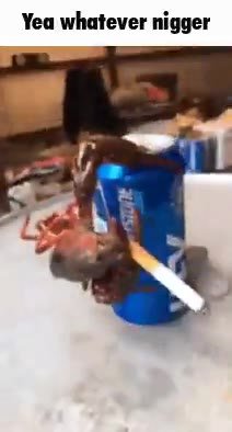Yea whatever nigger