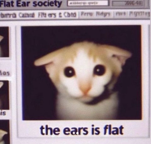 о the ears is flat