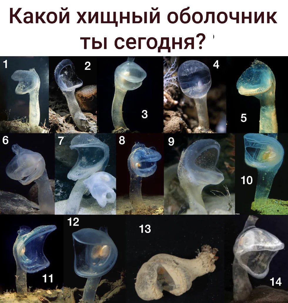 Какой хищный оболочник ты сегодня? 1 2 4 6 7 8 9 10 4 13 11 14
