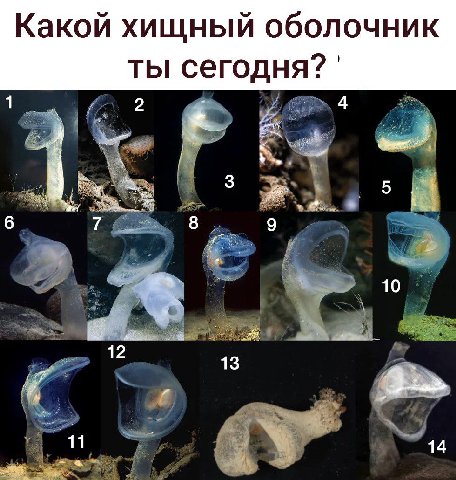 Какой хищный оболочник ты сегодня? 1 2 4 6 7 8 9 10 4 13 11 14