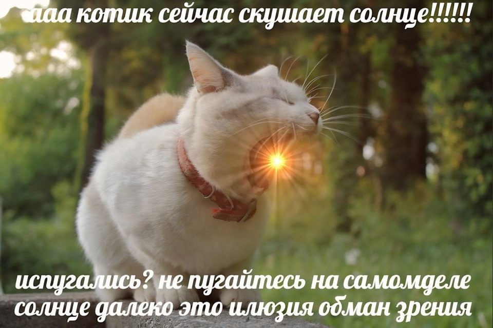 у котик сейчас скушает солнце!!!!!! испугались? не 7 на солнце далеко это илюзия одман зрения
