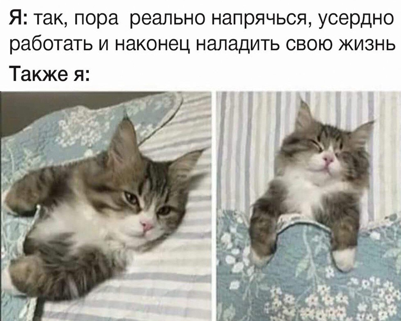Я: так, пора реально напрячься, усердно работать и наконец наладить свою жизнь Также я: НИ 5, fit