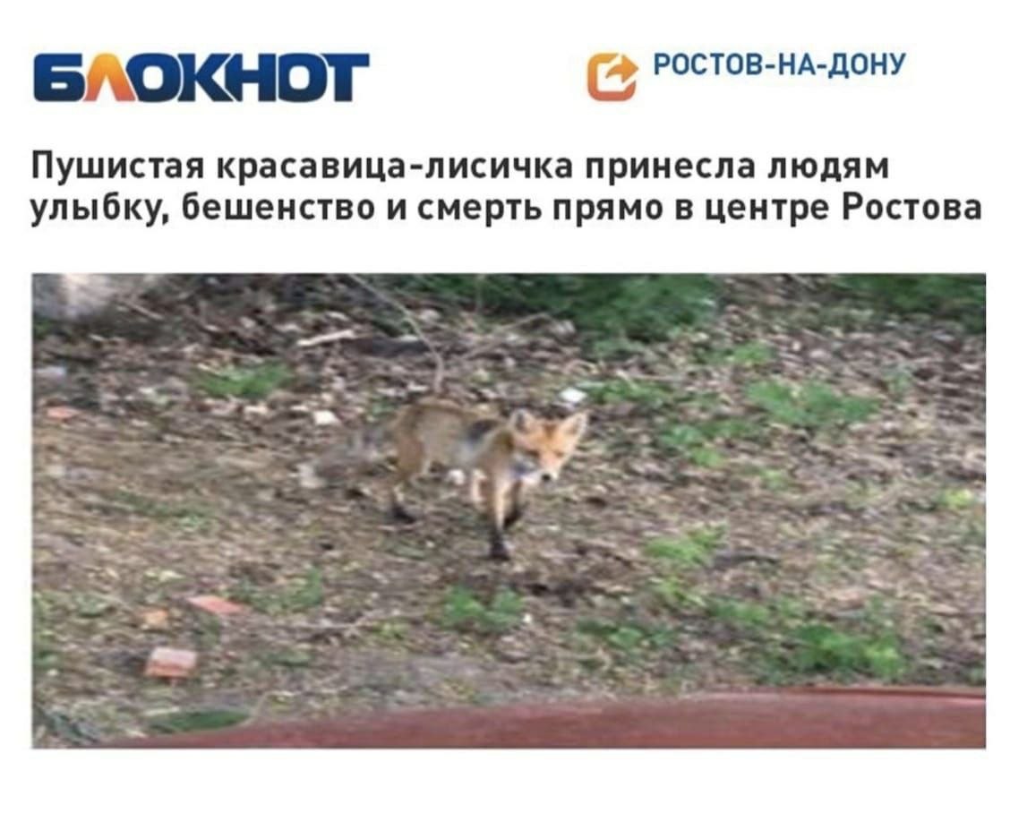 РОСТОВ-НА-ДОНУ Пушистая красавица-лисичка принесла людям улыбку, бешенство и смерть прямо в центре Ростова