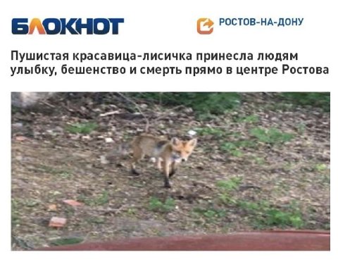 РОСТОВ-НА-ДОНУ Пушистая красавица-лисичка принесла людям улыбку, бешенство и смерть прямо в центре Ростова
