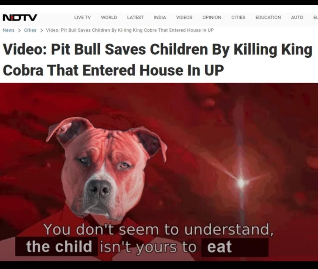 NOTV LIVE WORLD LATEST INDIA VIDECS OPINION CITIES EDUCATION AUTO. News Cities Video: Вий Saves Killing King Cobra That Entered House In UP Video: Pit Bull Saves Children Killing King Cobra That Enter