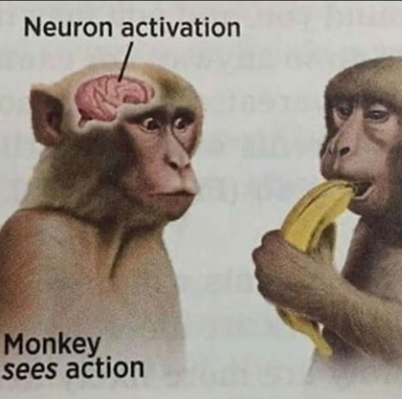 Neuron activation 4 ott 4 Мопкеу sees action