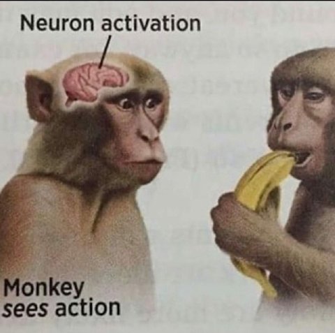 Neuron activation 4 ott 4 Мопкеу sees action