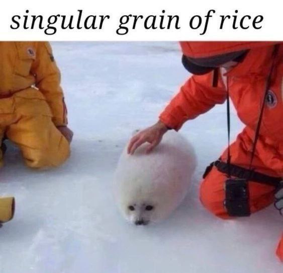 singular grain of rice