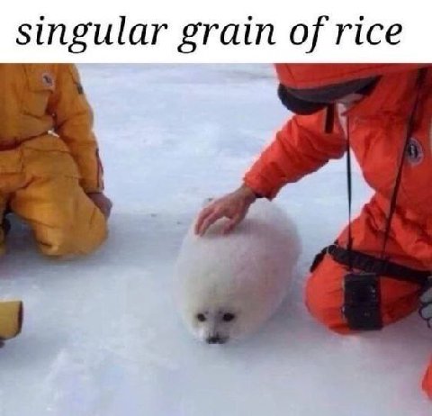 singular grain of rice