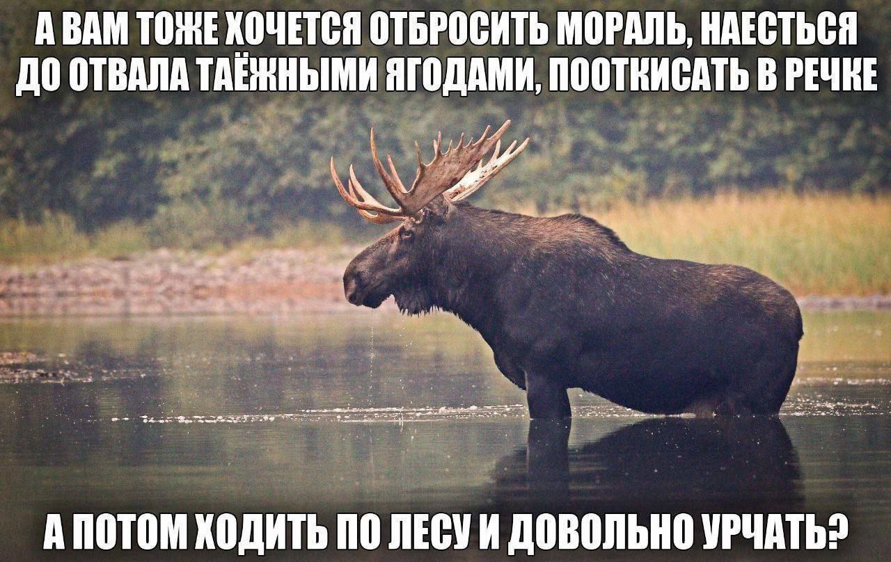 A BAM TOME ХОЧЕТСЯ ОТБРОСИТЬ МОРАЛЬ, НАЕСТЬСЯ ДО ОТВАЛА ТАЕЖНЫМИ ЯГОДАМИ, ПООТКИСАТЬ В РЕЧКЕ 3 a 34 А ПОТОМ ХОДИТЬ ПО ЛЕСУИ ДОВОЛЬНО УРЧАТЬ?