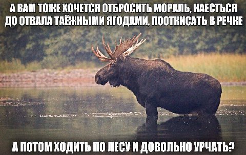 A BAM TOME ХОЧЕТСЯ ОТБРОСИТЬ МОРАЛЬ, НАЕСТЬСЯ ДО ОТВАЛА ТАЕЖНЫМИ ЯГОДАМИ, ПООТКИСАТЬ В РЕЧКЕ 3 a 34 А ПОТОМ ХОДИТЬ ПО ЛЕСУИ ДОВОЛЬНО УРЧАТЬ?