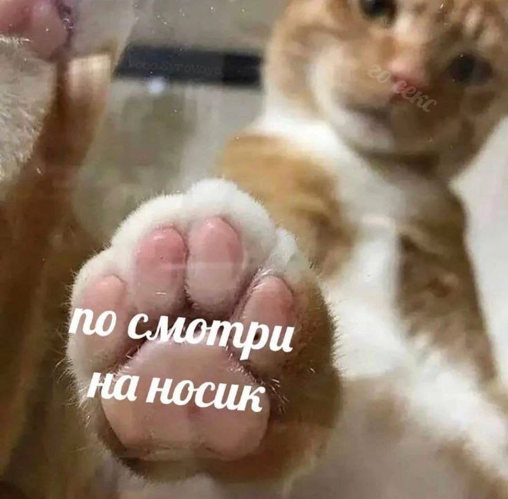 NO смотри наносик