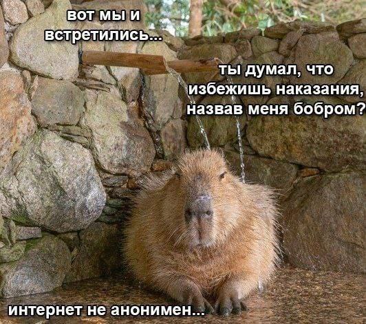 мы и 4 встретили ись ты думал, что избежишь наказания назвав меня бобром? интернет He анонимен