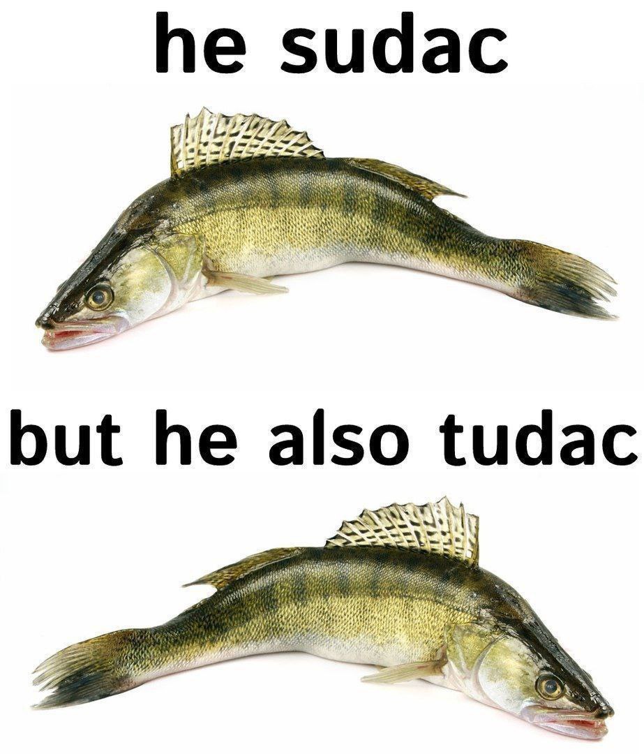 he sudac И; LEB but he also tudac 55 Shy