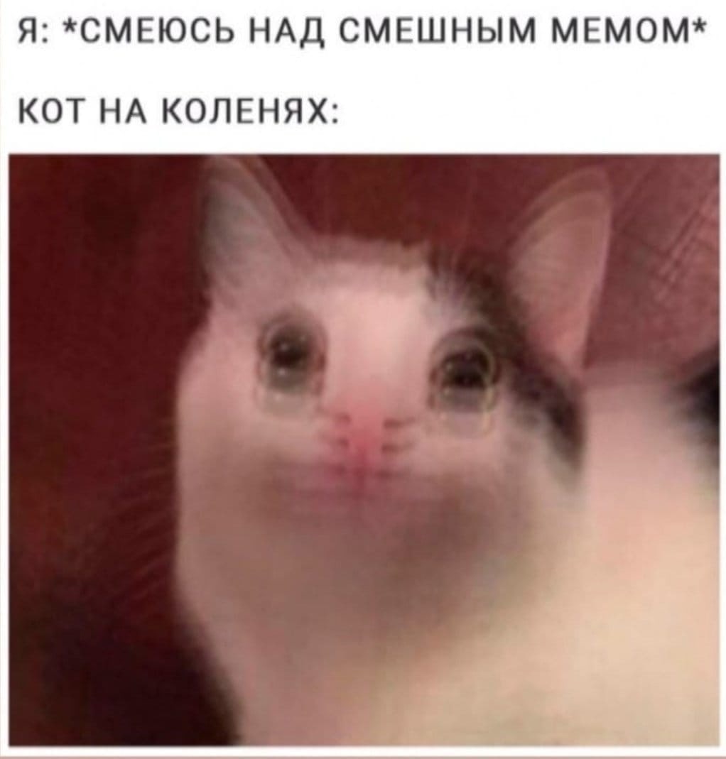 Я: *СМЕЮСЬ НАД СМЕШНЫМ МЕМОМ* КОТ НА КОЛЕНЯХ: