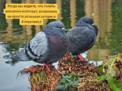 Когда вы видите, что голубь внезапно взлетает, возможно, он просто услышал шторм в —2% Атлантике:) я 4 4 at у я 2 PRL 4 у к у А 4