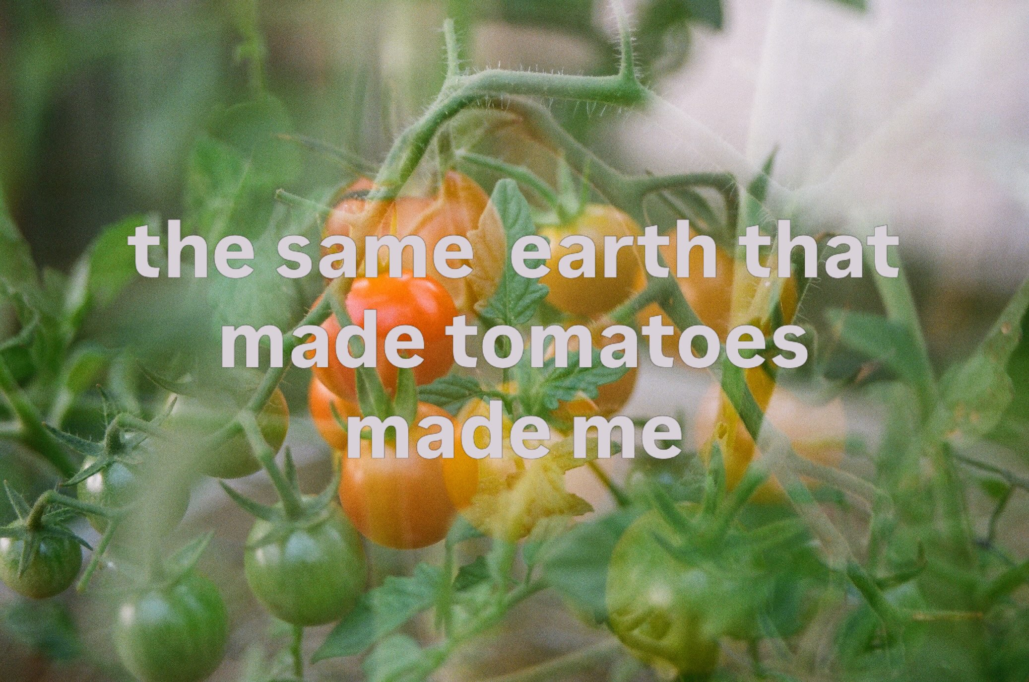 the same earth that made tomatoes
