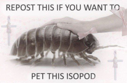 REPOST THIS IF YOU WANT a, PET THIS ISOPOD