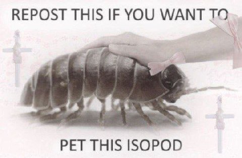 REPOST THIS IF YOU WANT a, PET THIS ISOPOD
