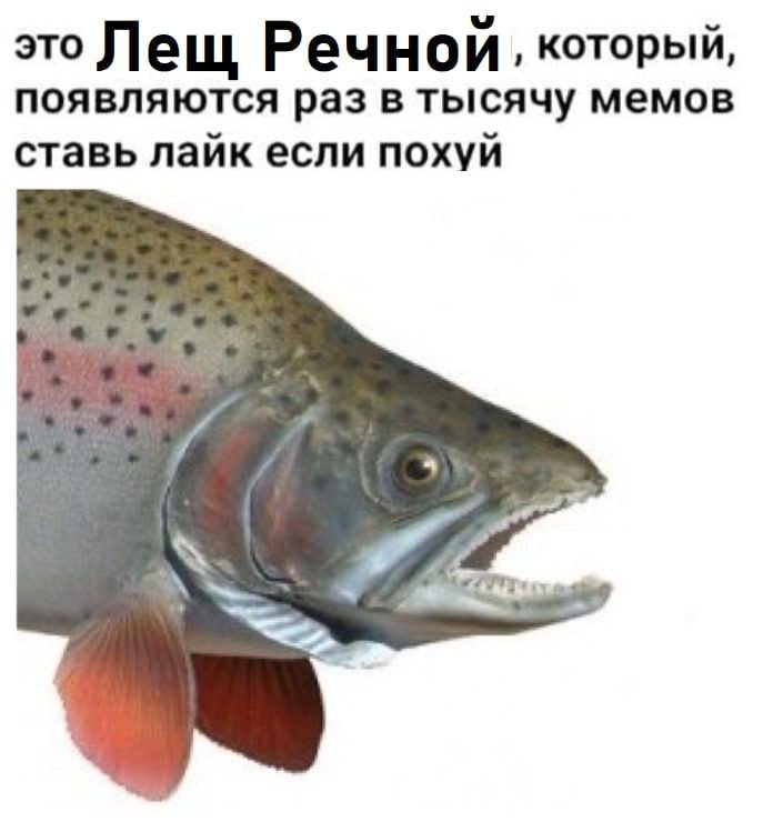 это Лещ Речнои, который, появляются раз в тысячу мемов ставь лайк если похуй у 4