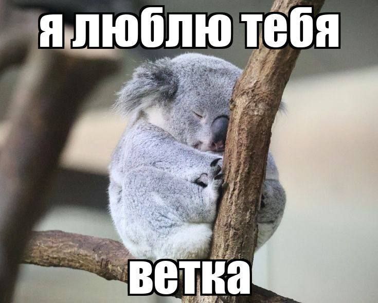 тебя я Bai ветка