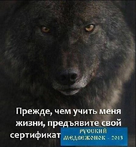 Прежде, чем учить меня жизни, предъявите свой РУССКИЙ сертификат медвежонок 2013