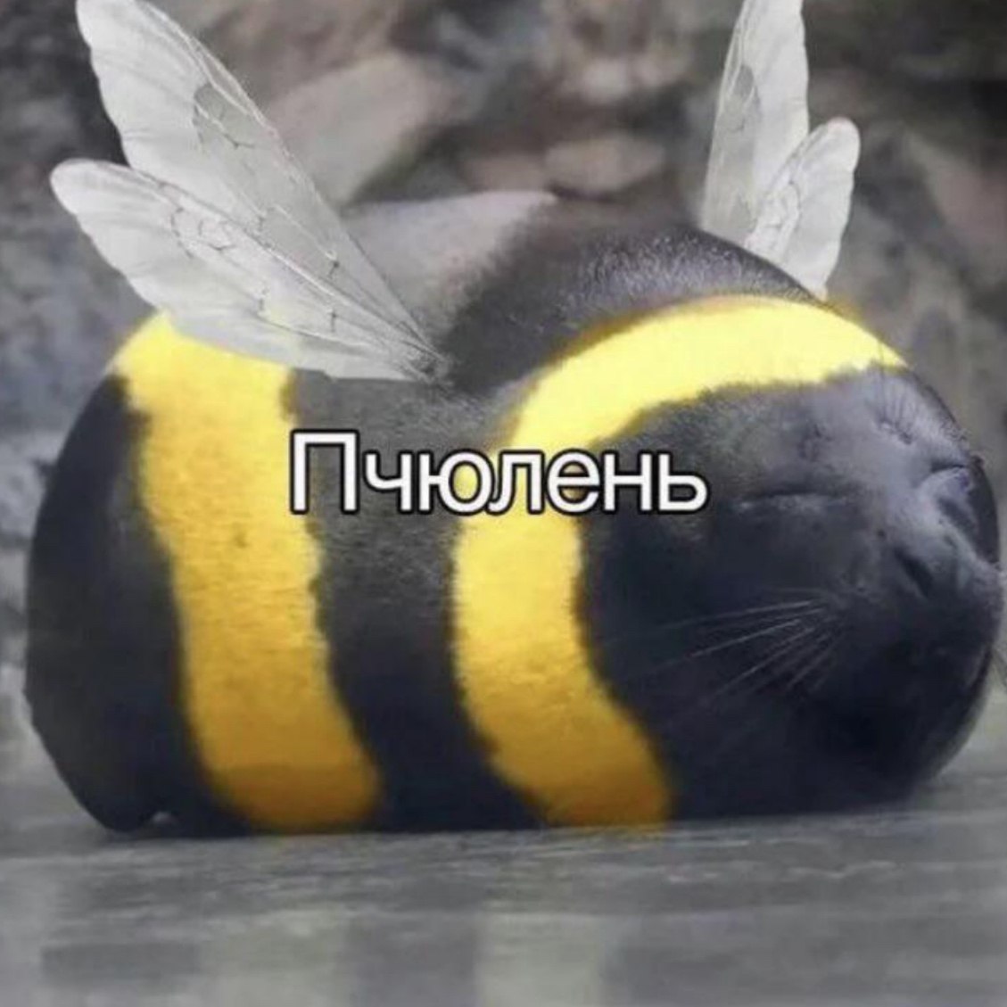 7’ Пчю ень