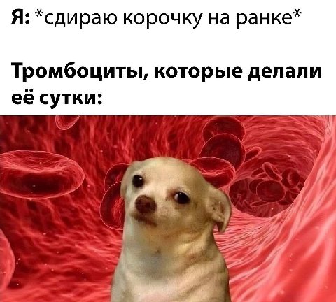 Я: *сдираю корочку на ранке* Тромбоциты, которые делали её сутки: